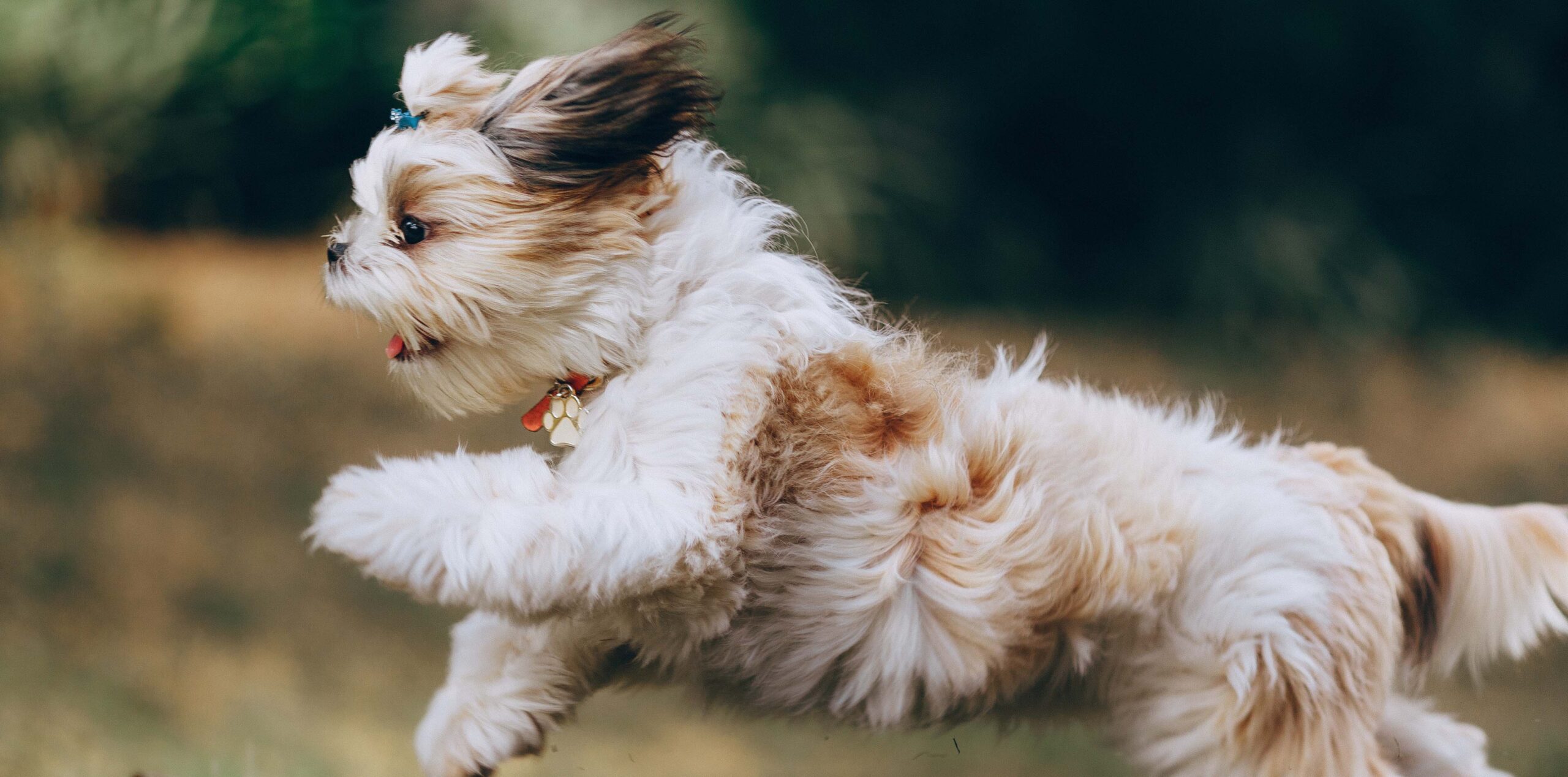 Come riconoscere un cucciolo sano